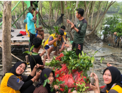 Mahasiswa KKN Unila Tanam 1.000 Bibit Mangrove di Purworejo, Pasir Sakti Lampung Timur