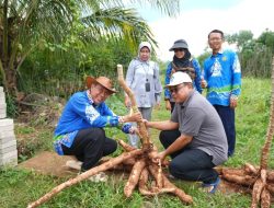 Unila Hasilkan Singkong Unggul dengan Inovasi Teknik Sambung Singkong Karet dan Garuda