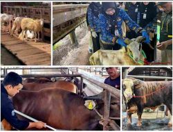 Penjualan Sapi Kurban Lampung 2026 Naik 40,15 Persen, Domba Melonjak 121,76 Persen